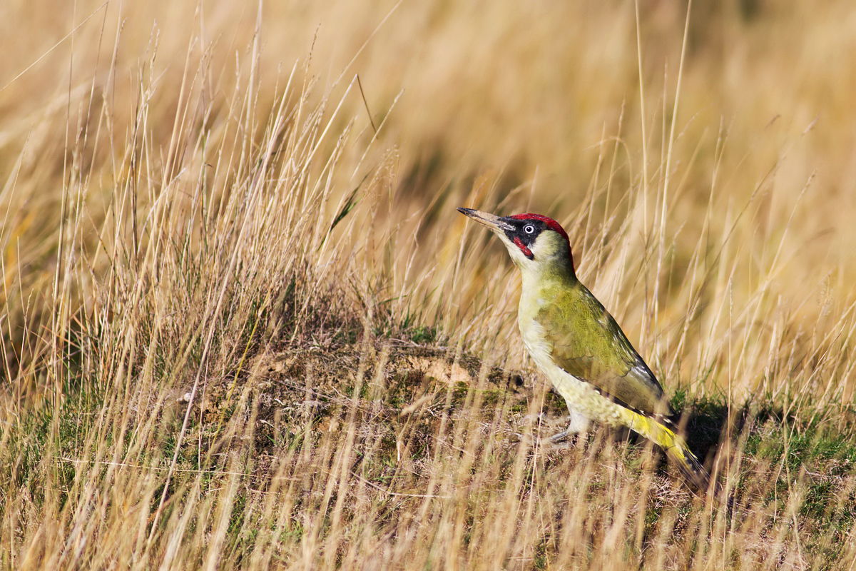 Green Woodpecker on Ant Nest